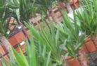 Dartnallplant-nursery-10.jpg; ?>